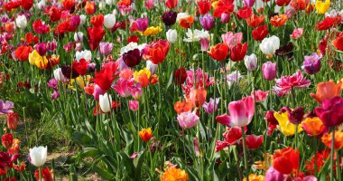 flowerbed bursting with tulips in a spring garden clipart