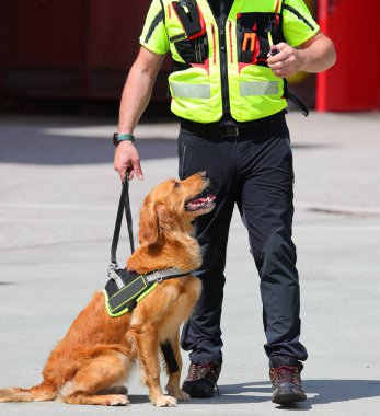 Kayıp Şahıs Arama Kurtarma Köpeği Retriever K9 Birim yeleği giyiyor ve idarecisi tarafından tasmayla tutuluyor.