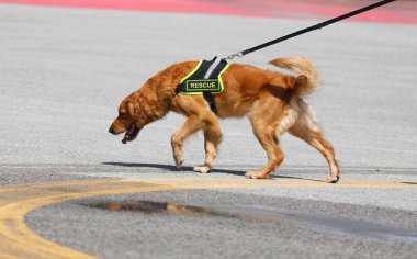 Köpek koşum takımı takıyor ve kayıp insanları aramak için havayı kokluyor.
