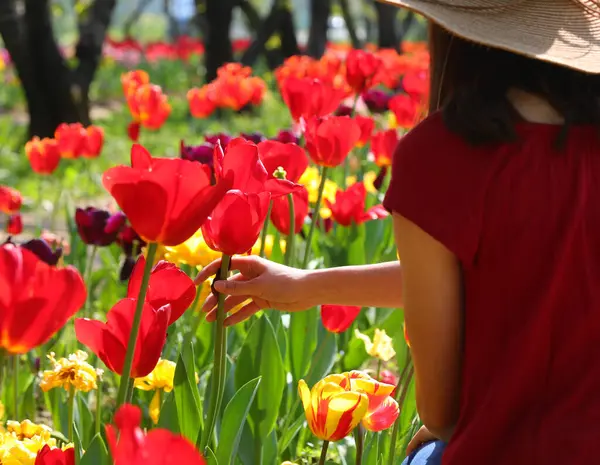 stock image Young pretty girl in a wide straw hat picking tulips from a blooming flowerbed in spring