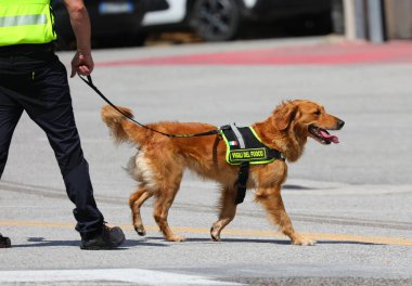 Vicenza, VI, İtalya - 23 Mayıs 2024: K-9 birim köpeği üzerinde italyan dilinde itfaiyeciler anlamına gelen bir yelek giyiyor