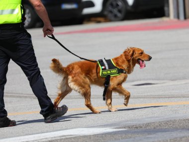 Vicenza, VI, İtalya - 23 Mayıs 2024: İtalyan K-9 birim köpeği italyan dilinde itfaiyeciler anlamına gelen bir yelek giyiyor