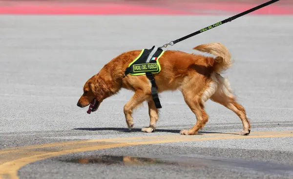 stock image Vicenza, VI, Italy - May 23, 2024: Canine Unit Search and Rescue Dog Team