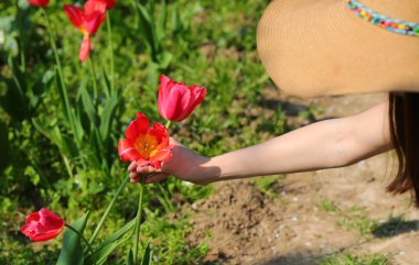 young girl picking blooming tulips in spring while wearing a straw hat clipart