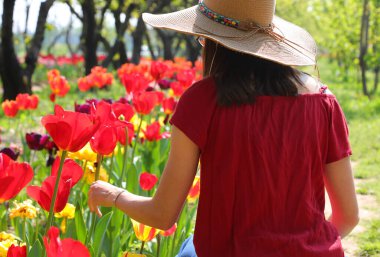 Geniş hasır şapkalı genç kız baharda çiçek açan bir çiçekten lale topluyor.
