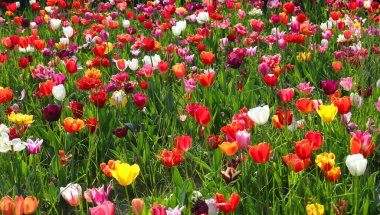 Baharda bahçedeki çok sayıda renkli lalenin arka planı