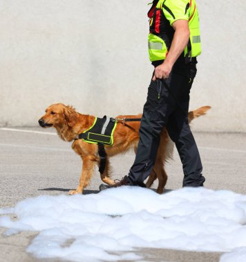 Kayıp insanları arama çalışmaları sırasında polis köpeği ve selden sonra kirlenen köpük