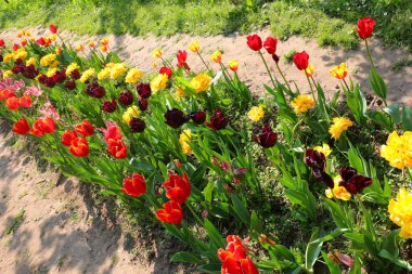 Baharda lale çiçekleri olan bahçe. Baharda insanlar olmadan doğal parkta.
