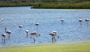 Pembe flamingolar baharda gölde yiyecek ararlar.