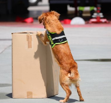Polis köpeği, kutuda insan olmadan patlayıcı madde ya da uyuşturucu aramak için eğitim alırken...