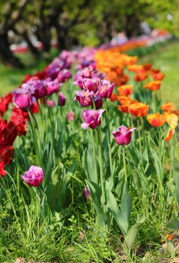 Baharda birçok lale çiçekli bahçe. Doğal parkta insanlar olmadan.