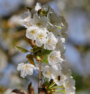 İlkbaharda Japonya 'da kiraz çiçekleri tam çiçeklenir.