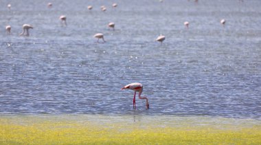 Birçok pembe flamingo baharda gölde yiyecek arar.
