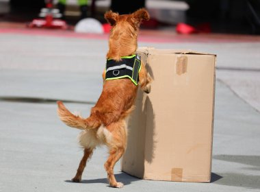 Polis köpeği köpek eğitimi sırasında kutuda gizli yasadışı madde veya uyuşturucu aramak için