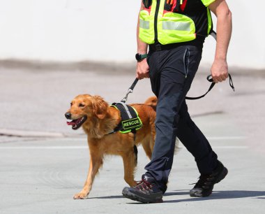 Bir arama sırasında eğitimli moleküler tespit köpeği ve onun idarecisi