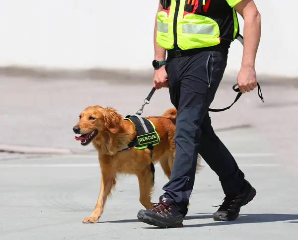 stock image Trained molecular detection dog on the job and its handler during a search