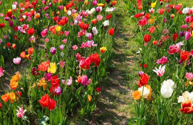 Çiçeklenmiş güzel bahar baharı. Çiçek açan laleler ve hiç insan yok.