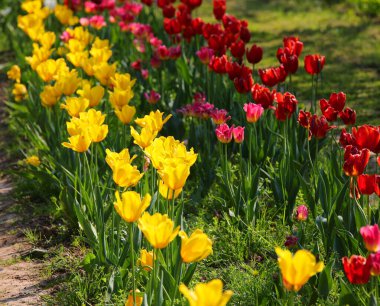 Baharda sarı ve kırmızı lalelerle çiçeklenmiş çiçek tarhında insanlar yoktu.
