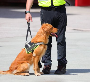 Arama Kurtarma Köpeği önemli bir görev sırasında idarecisi tarafından tasmalı tutuluyor.