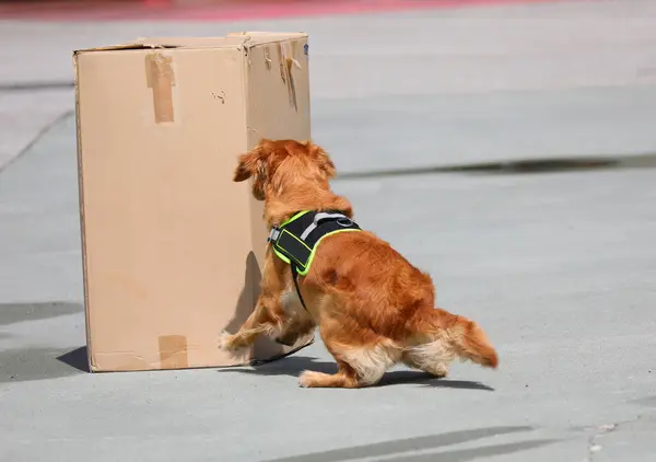 stock image trained dog sniffing out illegal substances hidden inside a cardboard box