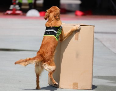 trained retriever dog sniffing out illegal substances hidden inside a cardboard box clipart