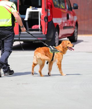 İtfaiye teşkilatının K-9 biriminden eğitimli arama kurtarma köpeği.