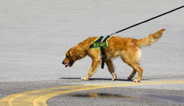 Eğitim sırasında İtfaiyeci Arama Kurtarma Köpeği. K-9 birimine mesaj at.