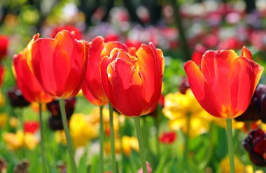blooming orange and red tulips an iconic symbol of spring in the Netherlands Europe clipart