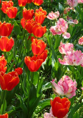 Büyüleyici bahar çiçek tarhı lalelerle dolu ve insan yok.