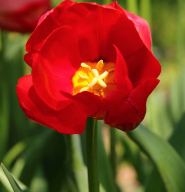 Kırmızı lale çiçeğinin merkezinin detaylı makro fotoğrafı poleni çok net bir şekilde gösteriyor.