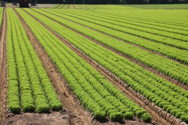 Vast lettuce field on sandy soil in the plains in summer with no people clipart