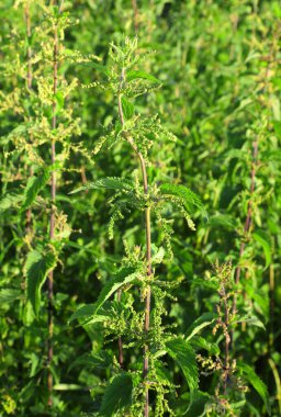 Isırgan otu taze yaprakları İtalya 'da risotto hazırlamak için idealdir ama cilt tahrişine dikkat edin.