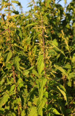 nettle plant fresh leaves ideal for preparing Food but be careful of skin irritation clipart