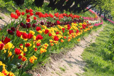 Bir sürü lale çiçeğiyle uzun bir çiçek tarhı ve fotoğraf bilinçli olarak sahneyi hareketlendirmek için eğimli.