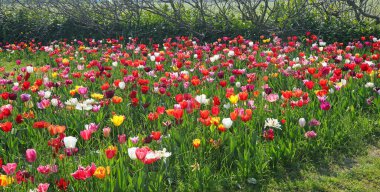 Kuzey Avrupa 'da baharda Hollanda' da çiçek açan lale yatağı