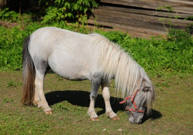 Yaz boyunca çayırlarda otlayan uzun yeleli genç beyaz bir midilli.