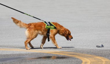 Vicenza, VI, İtalya - 23 Mayıs 2024: İtalyan İtfaiyeci Eğitim sırasında Arama Kurtarma Köpeği