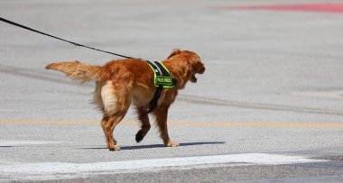 Vicenza, VI, İtalya - 23 Mayıs 2024: Kayıp Kişileri Arama sırasında İtalyan İtfaiye Birimi Eğitimli Köpeği