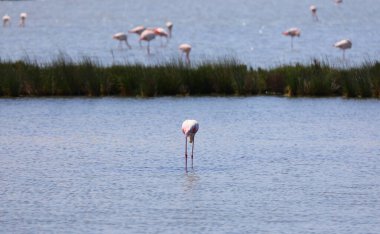 Büyük pembe flamingo yaz mevsiminde gölet suyunda yiyecek arıyor.