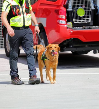 Arama-kurtarma köpeği, dili tasmalı ve bir görev sırasında ve kafes ve kırmızı minibüs şefinin elinde.