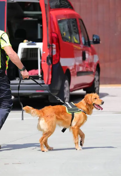 Stock image Search-and-rescue dog with tongue out on leash held by its handler during a mission