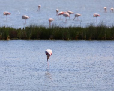 Büyük pembe flamingo, yaz mevsiminde gölet suyuna batırılmış tek bacağının üzerinde dinleniyor.