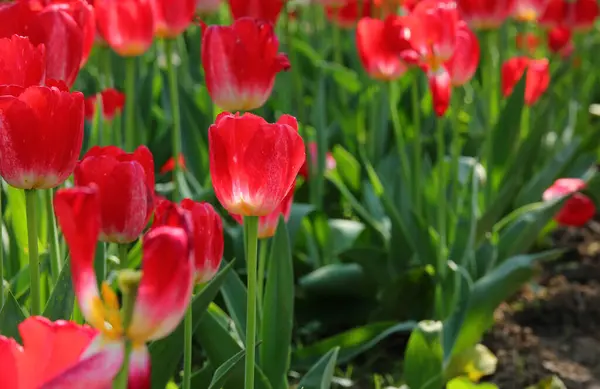 stock image many red tulip flowers bloomed in spring in the Dutch garden with green leaves at the base