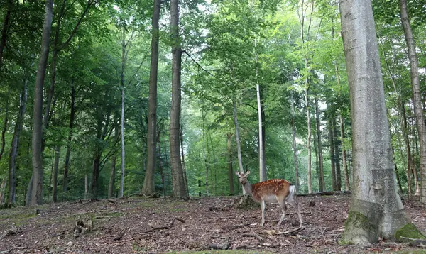 stock image Scared young deer in the middle of the forest with big trees