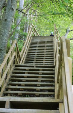 Baltık Denizi 'ne ulaşmak için ormanın ortasındaki çok uzun tahta merdivenler ve Güneydoğu Danimarka' daki Mons Klint bölgesindeki ünlülere hayran olmak.
