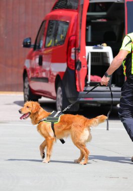 Arama ve kurtarma köpeği. Bir görev sırasında, dili tasmalı ve amirinin elinde.