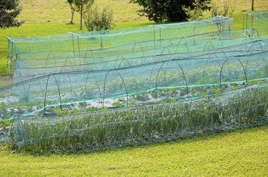 large garden for growing organic vegetables with a large net for protection from hail and birds clipart