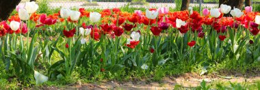 flowerbed with many blooming white, red and variegated tulips blooming in spring in Europe without people clipart