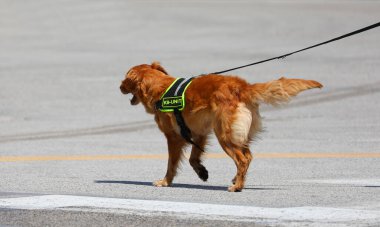 köpek köpek arama işlemleri sırasında k9 UNIT metni ile koşum takımı