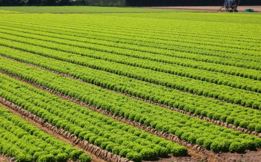 Yeşillik ve sıralanmış marul tarlaları kumlu toprak üzerinde tarım ve su drenajı için idealdir.